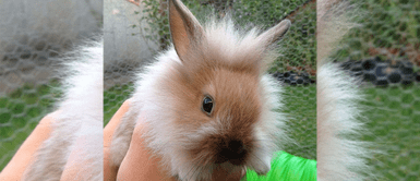 ¡Pequeños y encantadores! 8 razas de conejos enanos más increíbles del mundo ¡Pequeños y encantadores! 8 razas de conejos enanos más increíbles del mundo