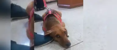 Perrito asiste a juicio por primera vez como víctima de maltrato en Latinoamérica Perrito asiste a juicio por primera vez como víctima de maltrato en Latinoamérica