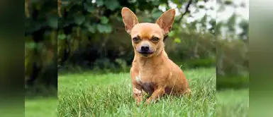 Una mujer busca desesperadamente a su chihuahua que fue 'secuestrado' por una gaviota Una mujer busca desesperadamente a su chihuahua que fue 'secuestrado' por una gaviota