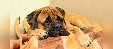 Perrita caminó 200 kilómetros intentando regresar con su dueña que la abandonó Perrita caminó 200 kilómetros intentando regresar con su dueña que la abandonó