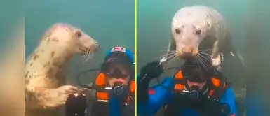Este video demuestra que las focas son los mejores perritos del mar Este video demuestra que las focas son los mejores perritos del mar