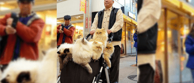 Japonés pasea a sus 10 gatos en un coche de bebé y se vuelve viral Japonés pasea a sus 10 gatos en un coche de bebé y se vuelve viral