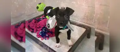 Refugio disfraza a hermosos perritos de alienígenas para que los adopten Refugio disfraza a hermosos perritos de alienígenas para que los adopten