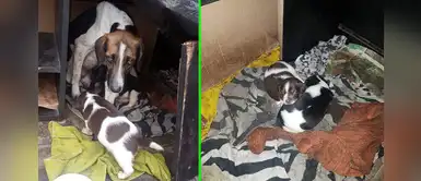 Esta perrita y sus cachorros abandonados necesitan dinero para sus medicinas Esta perrita y sus cachorros abandonados necesitan dinero para sus medicinas