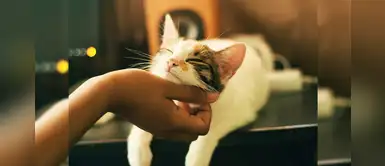 ¡Hurra! Nueva York prohibió la extirpación de las uñas de los gatos ¡Hurra! Nueva York prohibió la extirpación de las uñas de los gatos