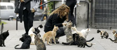 Miraflores: más de un centenar de gatos son antiestrés de los turistas en el parque Kennedy Miraflores: más de un centenar de gatos son antiestrés de los turistas en el parque Kennedy