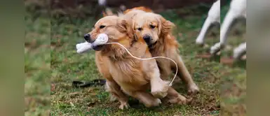 Lima 2019: perros de la PNP velarán por tu seguridad durante los Juegos Panamericanos Lima 2019: perros de la PNP velarán por tu seguridad durante los Juegos Panamericanos