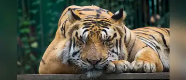 ¡Indignante! Encuentran siete tigres sin vida dentro un auto en Vietnam ¡Indignante! Encuentran siete tigres sin vida dentro un auto en Vietnam