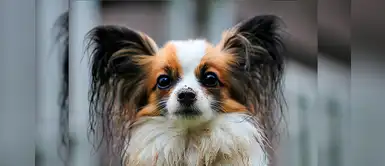 Hoy se celebra el Día Internacional del Perro Callejero. ¿Adoptarías uno? Hoy se celebra el Día Internacional del Perro Callejero. ¿Adoptarías uno?