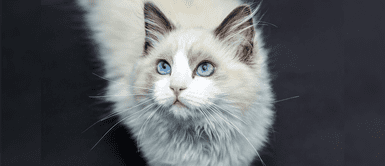 Extraordinarios nombres para gatos inspirados en Animales Fantásticos Extraordinarios nombres para gatos inspirados en Animales Fantásticos