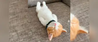 Chata, el gato japonés que duerme como humano y enternece en las redes sociales Chata, el gato japonés que duerme como humano y enternece en las redes sociales