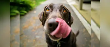 ¡Importante! Conoce las enfermedades oculares más comunes en perros ¡Importante! Conoce las enfermedades oculares más comunes en perros