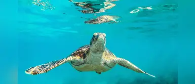 Liberan cientos de crías de tortuga marina en las costas del Caribe mexicano Liberan cientos de crías de tortuga marina en las costas del Caribe mexicano