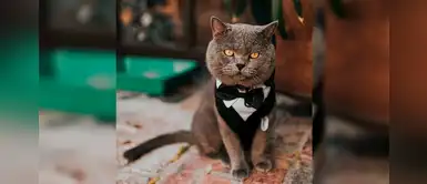 Gatito fue padrino en la boda de sus dueños y es lo más tierno que verás Gatito fue padrino en la boda de sus dueños y es lo más tierno que verás