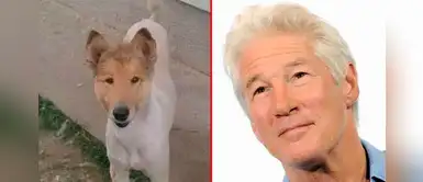 Perrito tiene gran parecido al actor Richard Gere y causa furor en las redes sociales Perrito tiene gran parecido al actor Richard Gere y causa furor en las redes sociales