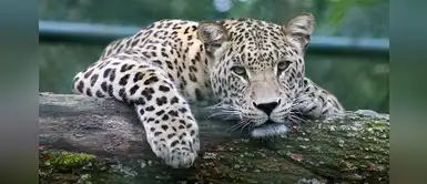 China, el principal destino del tráfico ilegal del jaguar de Latinoamérica China, el principal destino del tráfico ilegal del jaguar de Latinoamérica