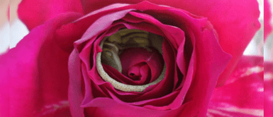 Las fotografías más tiernas de un lagarto durmiendo dentro de una rosa Las fotografías más tiernas de un lagarto durmiendo dentro de una rosa
