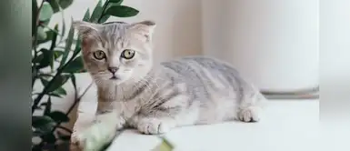 Tips para que los gatos no hagan ‘popo’ dentro de casa Tips para que los gatos no hagan ‘popo’ dentro de casa