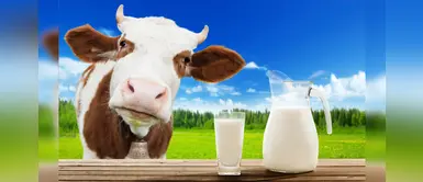¿Cómo saber si lo que compras es realmente leche? ¿Cómo saber si lo que compras es realmente leche?