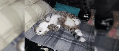 ¿Cuándo despiertas vas a ver a tu mascota? Mira las fotografías más curiosas de ellos ¿Cuándo despiertas vas a ver a tu mascota? Mira las fotografías más curiosas de ellos