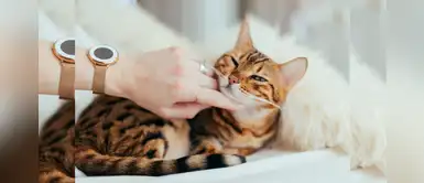 ¿Sabías que acariciar a un gato ayuda a disminuir ataques cardíacos? ¿Sabías que acariciar a un gato ayuda a disminuir ataques cardíacos?