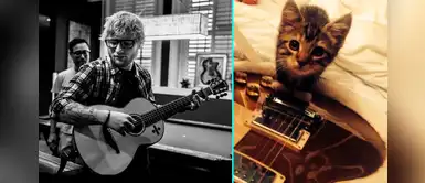Ed Sheeran está de luto tras la muerte de su gatito Graham Ed Sheeran está de luto tras la muerte de su gatito Graham