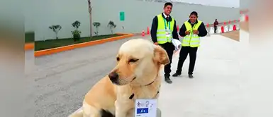 Chato, ex perrito callejero hace su tierno debut en sede de Surf de los Panamericanos Chato, ex perrito callejero hace su tierno debut en sede de Surf de los Panamericanos