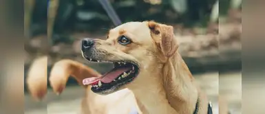 Minsa toma medidas preventivas ante mordeduras por perros durante los Panamericanos Minsa toma medidas preventivas ante mordeduras por perros durante los Panamericanos