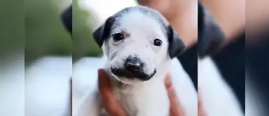 ¡Adorable! Perrito de un albergue nace con una marca en forma de bigote ¡Adorable! Perrito de un albergue nace con una marca en forma de bigote