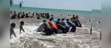 Bañistas rescatan a ballena bebé varada y la devuelven al mar en Tumbes Bañistas rescatan a ballena bebé varada y la devuelven al mar en Tumbes
