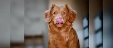 Conoce las 5 comidas caseras que sí puedes darle a tu perro Conoce las 5 comidas caseras que sí puedes darle a tu perro