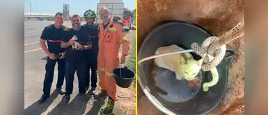 Mira cómo estos valientes bomberos rescataron a gatito de un pozo de 20 metros Mira cómo estos valientes bomberos rescataron a gatito de un pozo de 20 metros