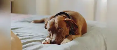 7 Tips naturales para tratar las alergias de perros y gatos 7 Tips naturales para tratar las alergias de perros y gatos