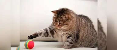 DIY: 4 sencillos juguetes con rollos de papel higiénico para gatos DIY: 4 sencillos juguetes con rollos de papel higiénico para gatos