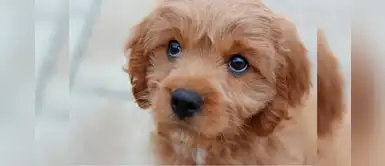 ¿Sabes cuándo dejar de regañar a tu perro? Conoce estas 3 importantes posiciones ¿Sabes cuándo dejar de regañar a tu perro? Conoce estas 3 importantes posiciones