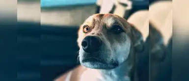 Loreto: se incrementan casos de leptospirosis y los más vulnerables son los animales Loreto: se incrementan casos de leptospirosis y los más vulnerables son los animales