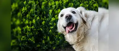 Perrito queda hipnotizado al ver su reflejo y su reacción enternece en redes Perrito queda hipnotizado al ver su reflejo y su reacción enternece en redes