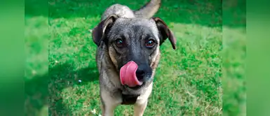 Lo que tienes que saber para prevenir que la lamida de un perro te lleve al hospital Lo que tienes que saber para prevenir que la lamida de un perro te lleve al hospital