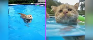 Tissy, la gatita que ama nadar y causa sensación en redes sociales Tissy, la gatita que ama nadar y causa sensación en redes sociales