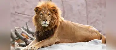 Visita el Parque de las Leyendas y conoce al verdadero rey león Visita el Parque de las Leyendas y conoce al verdadero rey león