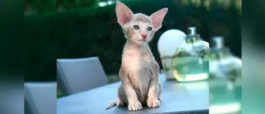 Gato oriental: conoce las curiosidades de uno de los felinos más originales Gato oriental: conoce las curiosidades de uno de los felinos más originales