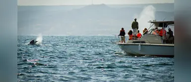 Piura y Tumbes: conoce todo sobre el avistamiento de ballenas jorobadas Piura y Tumbes: conoce todo sobre el avistamiento de ballenas jorobadas