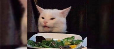 Los gatos sí reconocen sus nombres, pero prefieren ignorar a sus dueños Los gatos sí reconocen sus nombres, pero prefieren ignorar a sus dueños