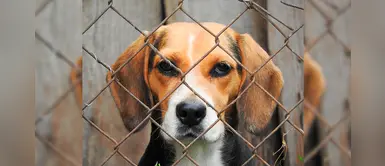Beagles utilizados en pruebas farmacéuticas viven en condiciones ‘infrahumanas’ Beagles utilizados en pruebas farmacéuticas viven en condiciones ‘infrahumanas’