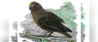 Hallan fósil de loro que medía un metro y vivió hace 19 millones de años Hallan fósil de loro que medía un metro y vivió hace 19 millones de años