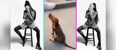Ariana Grande asegura que sus perros son sus antidepresivos Ariana Grande asegura que sus perros son sus antidepresivos