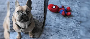 ¿Sabes cómo elegir juguetes seguros para tu perros? ¿Sabes cómo elegir juguetes seguros para tu perros?