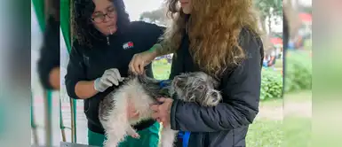 Surco: municipalidad implantará microchips para mascotas a bajo costo Surco: municipalidad implantará microchips para mascotas a bajo costo