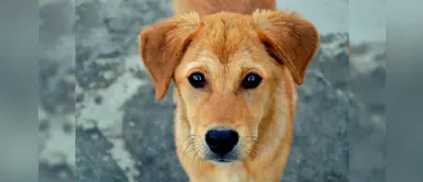 Puno: Minsa realizará campaña de vacunación antirrábica tras alerta roja en Cusco Puno: Minsa realizará campaña de vacunación antirrábica tras alerta roja en Cusco