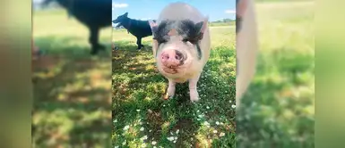 ‘Chowder’: el cerdo que vive feliz con 5 perros y se siente parte de la manada ‘Chowder’: el cerdo que vive feliz con 5 perros y se siente parte de la manada
